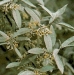 Elaeagnus Angustifolia